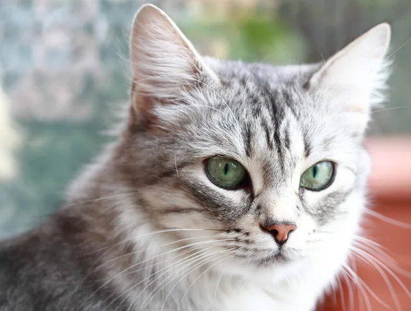 Femal srebrny kot, rasy syberyjski — Zdjęcie stockowe