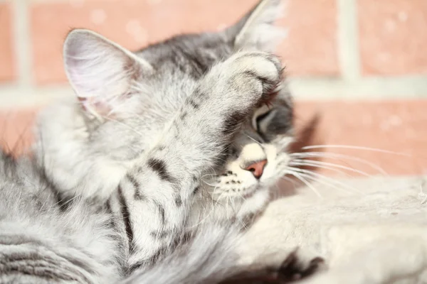 Fêmea de gato de prata, raça siberiana — Fotografia de Stock