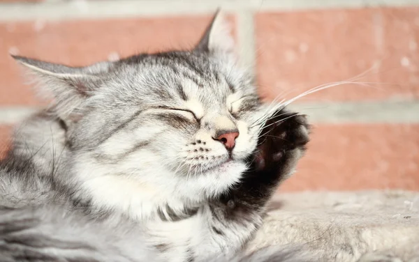 Fêmea de gato de prata, raça siberiana — Fotografia de Stock