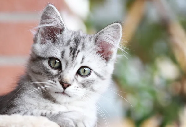 Sibirya yavru kedi, gümüş sürüm