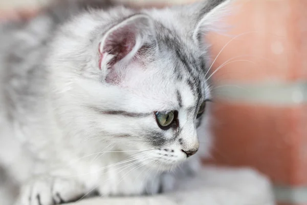 Щеня Сибірський кіт, срібло версії — стокове фото