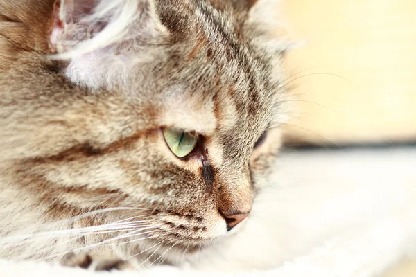 Жінка сибірського кота — стокове фото