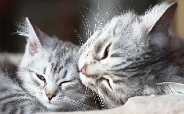 Gatos de prata da raça siberiana, mãe e filha — Fotografia de Stock