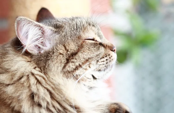 雌性的西伯利亚猫 — 图库照片