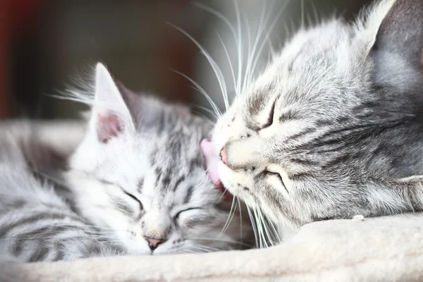 Srebrne koty rasy syberyjskiej, mama i córka — Zdjęcie stockowe