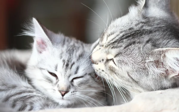 Gatos de prata da raça siberiana, mãe e filha — Fotografia de Stock