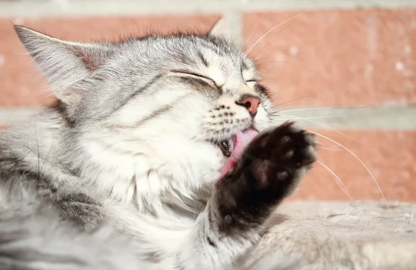 Femmina di gatto d'argento, razza siberiana — Foto Stock