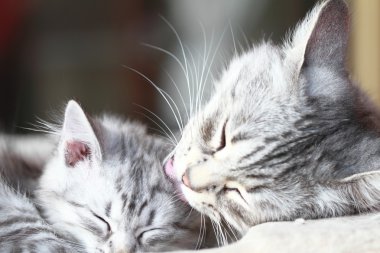 Sibirya doğurmak, anne ve kızı gümüş kediler