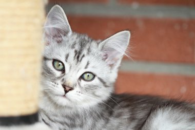 Sibirya yavru kedi, gümüş sürüm