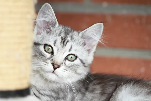 西伯利亚小狗的猫，银版 — 图库照片