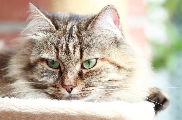 Fêmea de gato siberiano — Fotografia de Stock