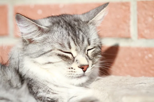 女性的银猫，西伯利亚的品种 — 图库照片