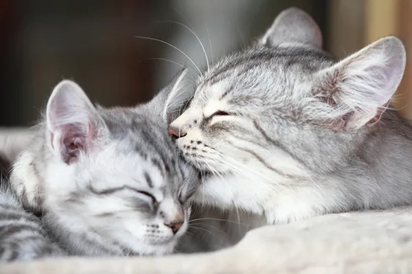 Srebrne koty rasy syberyjskiej, mama i córka — Zdjęcie stockowe