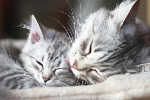 Срібні кішки породи сибірських, мама і дочка — стокове фото