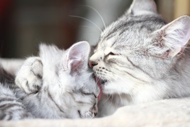 Sibirya doğurmak, anne ve kızı gümüş kediler