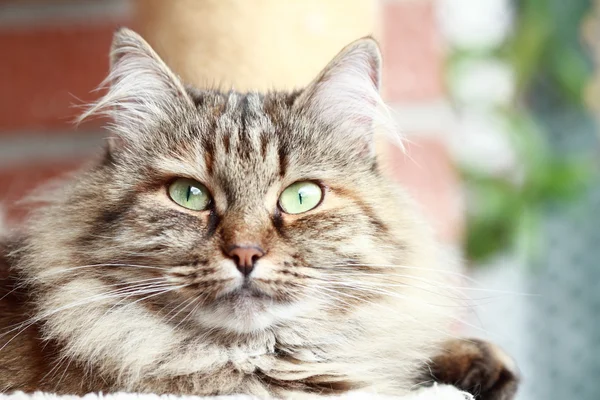Женщина сибирской кошки — стоковое фото