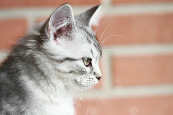Siberian puppy of cat, silver version — Stock Photo, Image