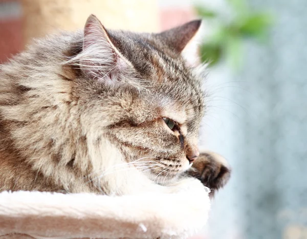 Hona av Sibirisk katt — Stockfoto