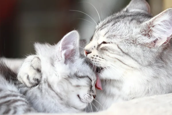 Silver cats of siberian breed, mom and daughter — Stock Photo, Image