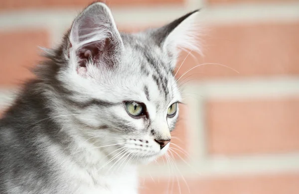 Cucciolo siberiano di gatto, versione argento — Foto Stock