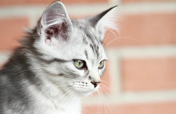 Siberian puppy of cat, silver version — Stock Photo, Image