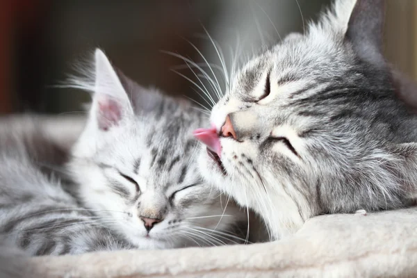 Gatos de plata de raza siberiana, mamá e hija — Foto de Stock