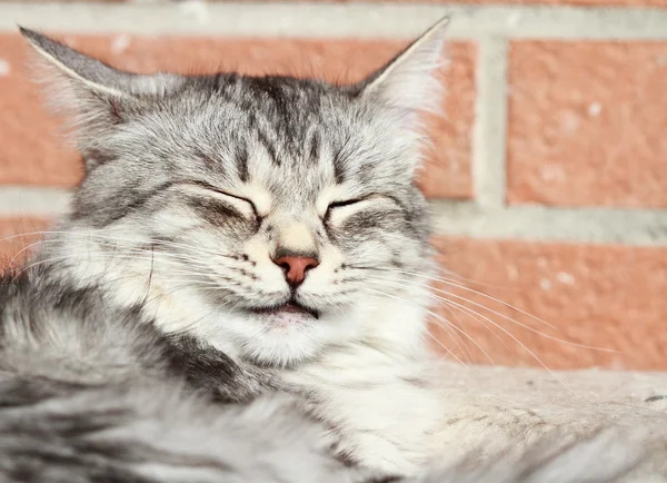 Femal de plata gato, siberiano crianza —  Fotos de Stock