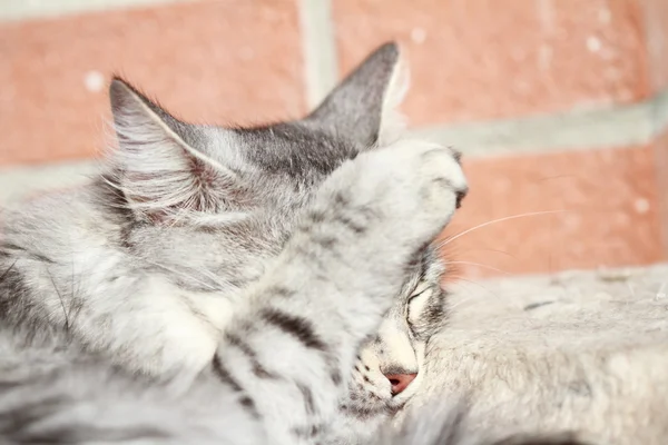 Femmina di gatto d'argento, razza siberiana — Foto Stock