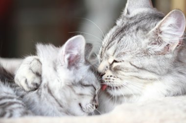 Sibirya doğurmak, anne ve kızı gümüş kediler