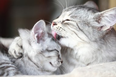 Silver cats of siberian breed, mom and daughter clipart