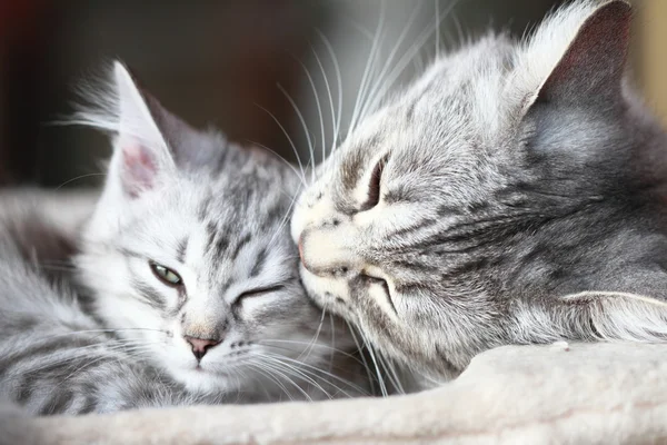 Gatti d'argento di razza siberiana, mamma e figlia — Foto Stock