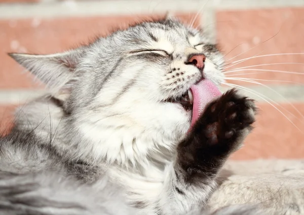 Femal de plata gato, siberiano crianza —  Fotos de Stock