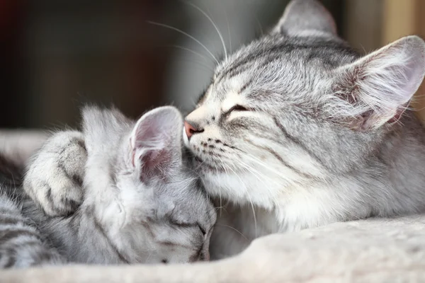 シベリア原産、母と娘の銀猫 — ストック写真