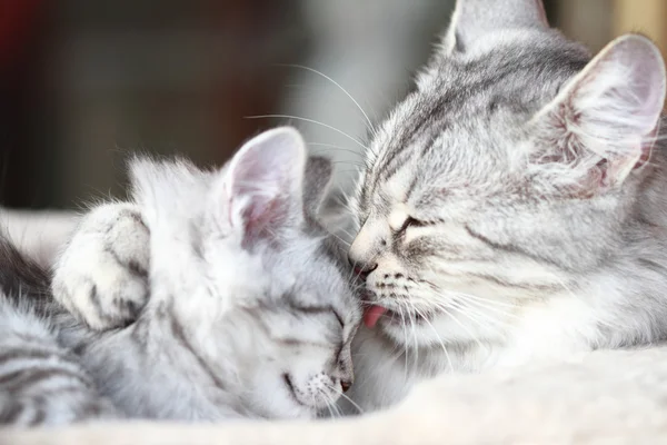 Gatti d'argento di razza siberiana, mamma e figlia — Foto Stock