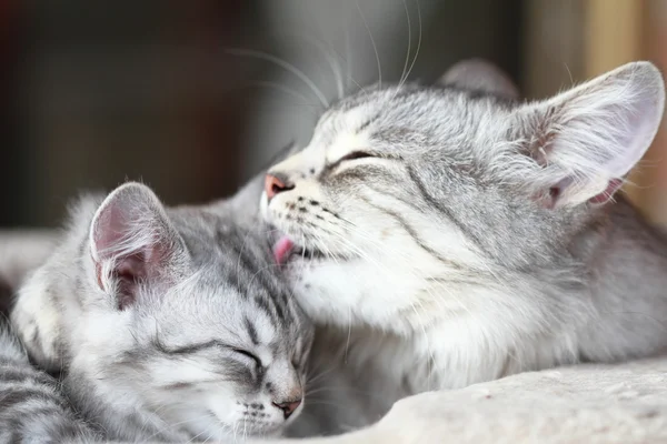 Gatti d'argento di razza siberiana, mamma e figlia — Foto Stock