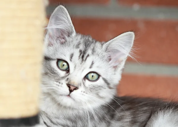Cucciolo siberiano di gatto, versione argento — Foto Stock
