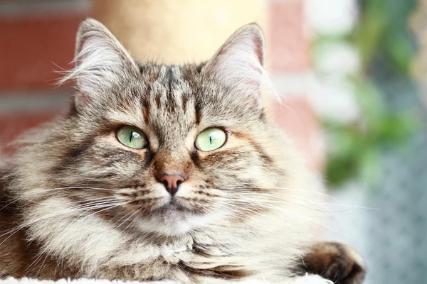 Hembra de gato siberiano — Foto de Stock