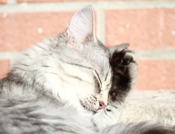 Hündin der silbernen Katze, sibirische Rasse — Stockfoto