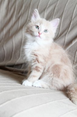 Sibirya cins krem kedi yavrusu