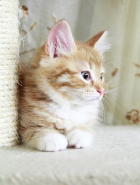 kırmızı köpek yavrusu Sibirya doğurmak tırmalamak posta üzerinde
