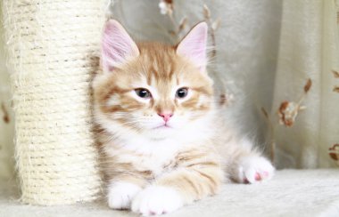 kırmızı köpek yavrusu Sibirya doğurmak tırmalamak posta üzerinde