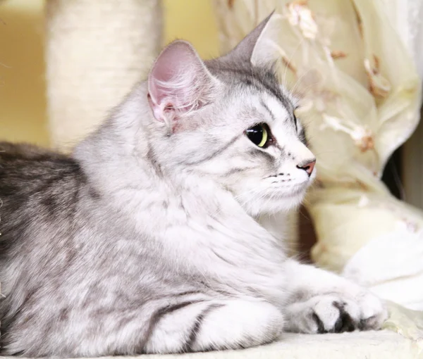 Silver katten av sibiriska rasen — Stockfoto
