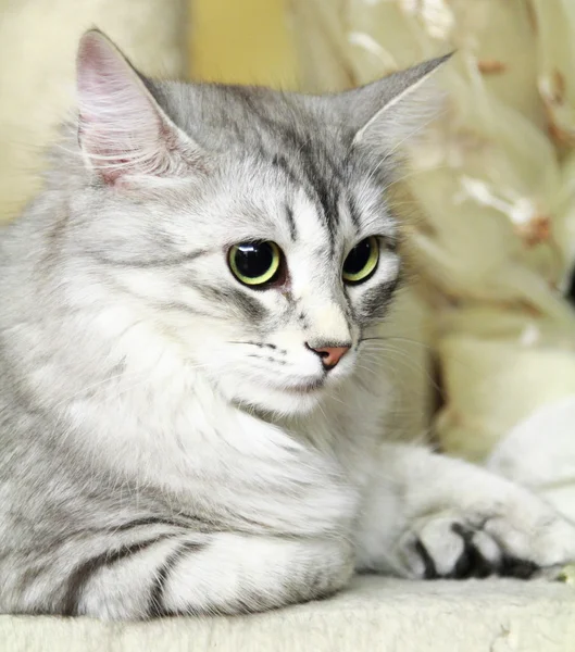 Silver cat of siberian breed — Stock Photo, Image
