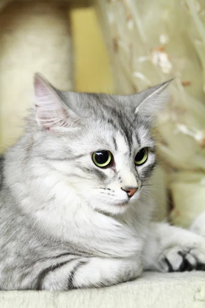 Silver cat of siberian breed — Stock Photo, Image