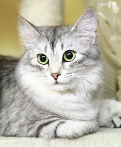 Silver cat of siberian breed — Stock Photo, Image