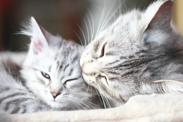 Prata gatos, mãe e filha — Fotografia de Stock