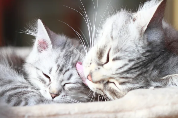 Silver cats, mom and daughter — Stock Photo, Image