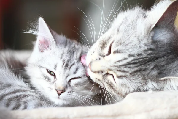 Prata gatos, mãe e filha — Fotografia de Stock