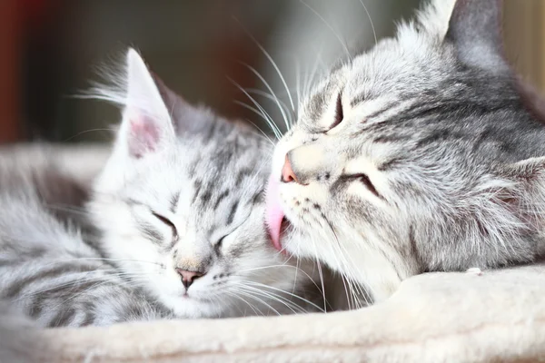 Zilveren katten, moeder en dochter — Stockfoto