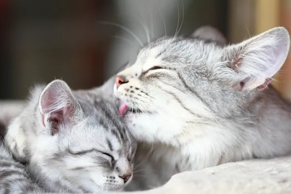 Silver cats, mom and daughter — Stock Photo, Image